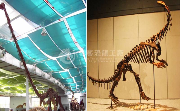 Shenzhen Garden Expo Park Simulation Dinosaur Skeleton