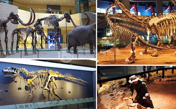 Production of dinosaur fossils in Chongqing Natural History Museum