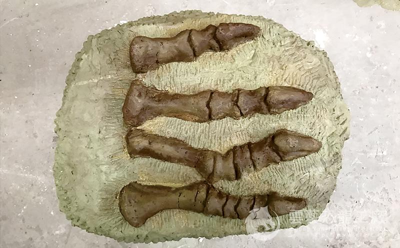 Simulated dinosaur toe specimen model